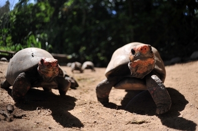 交尾中のカメ9組の化石、ドイツで発見 4700万年前
