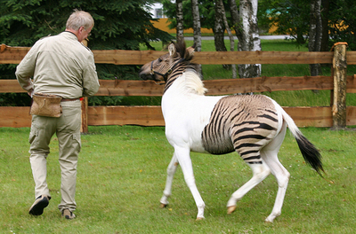 ウマとシマウマのあいだに生まれた子ウマ