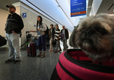 機内同伴は介助犬のみ、ブタやクジャクはお断り 米運輸省が規定発表