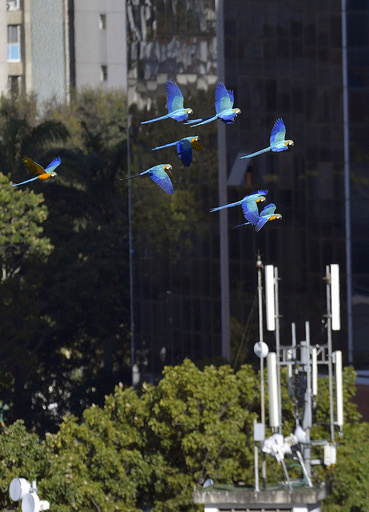カラカスの空を舞うコンゴウインコ