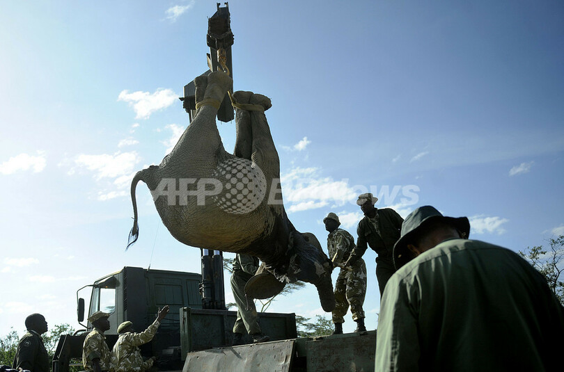 畑を荒らすゾウ50頭を国立保護区に移送、村人は興味津々 ケニア