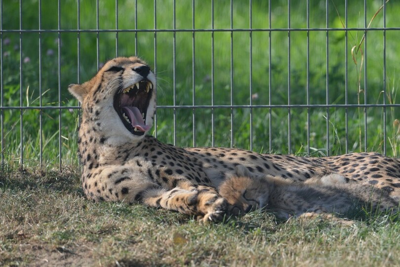 お母さんにスリスリ、じゃれ合うチーターの親子 チェコ