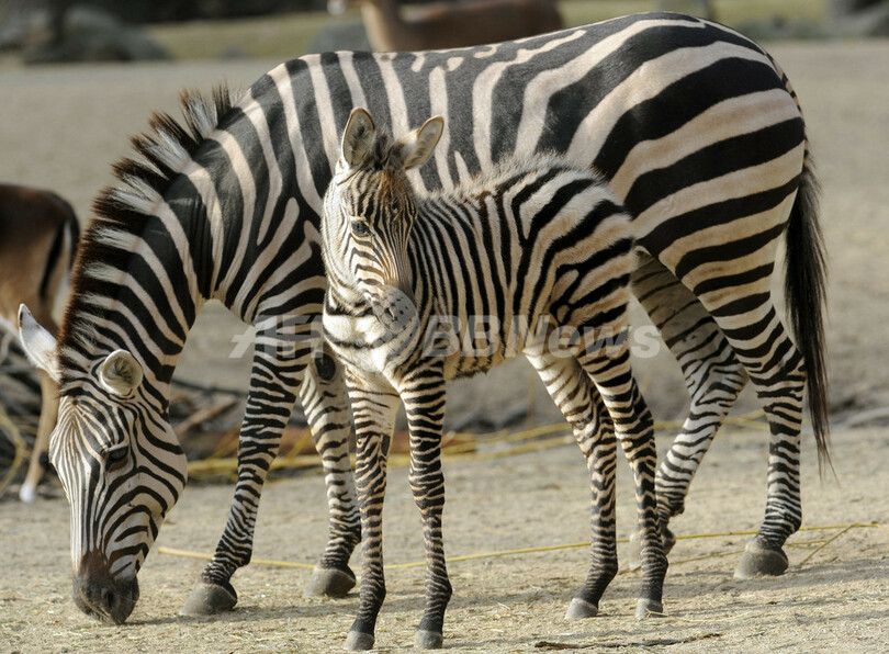 生後11日でも走れます、サバンナシマウマの赤ちゃん ドイツ