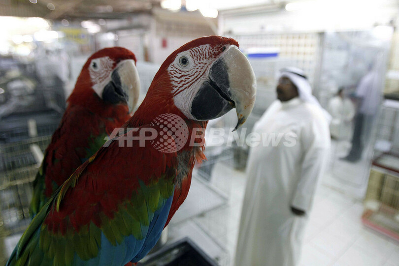 色トリドリ、バードマーケットの鳥たち クウェート