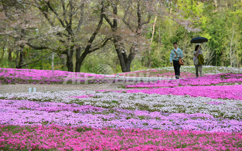 桜の次は芝桜、GWまでシーズン 群馬