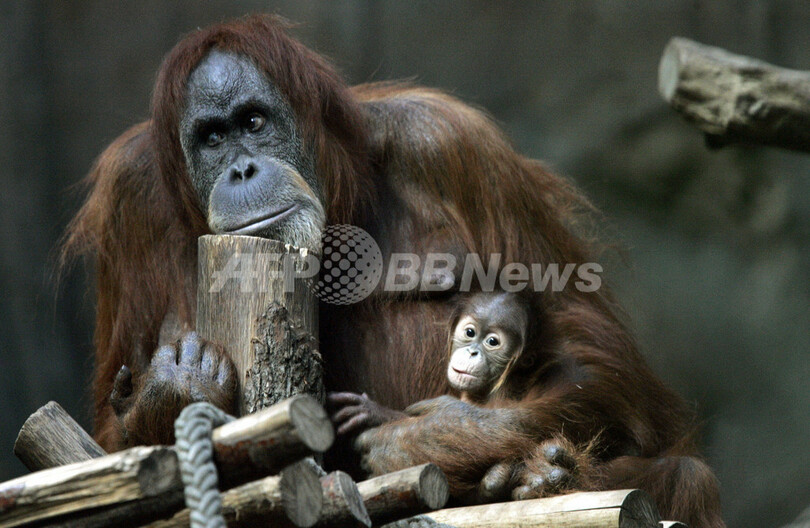 独ライプチヒの動物園、オランウータンの赤ちゃんを一般公開