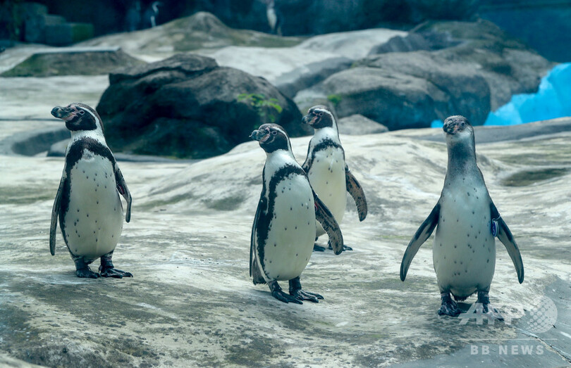 やっと会えたね！ 武漢動物園が見学再開、感染対策で制限も 中国