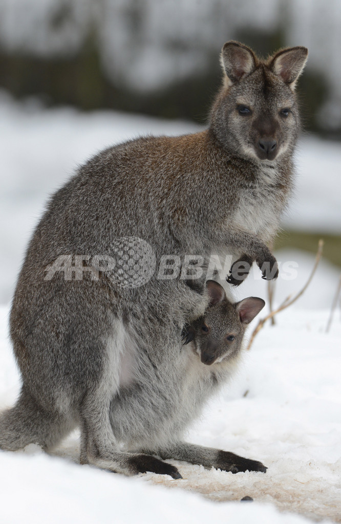 寒い冬はママの袋が1番 アカクビワラビー ドイツ 写真3枚 国際ニュース Afpbb News