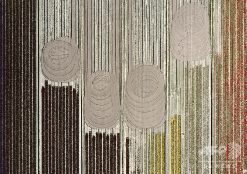 【今日の1枚】来年は見に来て、チューリップのタペストリー