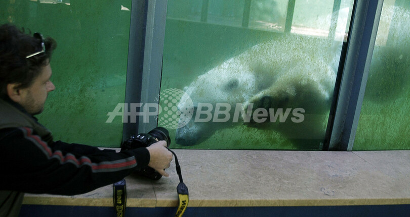 一人ぼっちのシロクマにガーフレンドがやってきた、ハンガリー