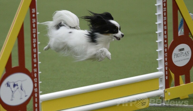犬の機敏さ競う「アジリティ」選手権、NYで開催