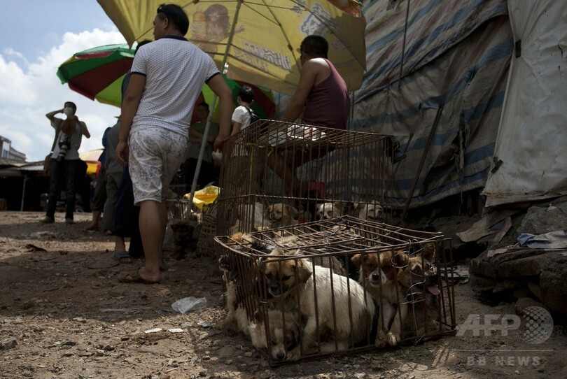 中国「犬肉祭」、中国人女性が犬100匹を買い取り救出