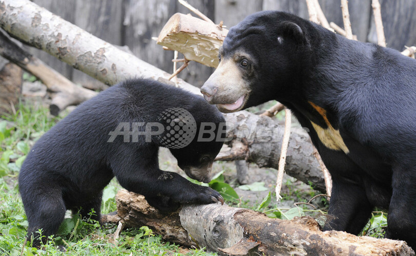 独動物園でマレーグマの赤ちゃんお披露目