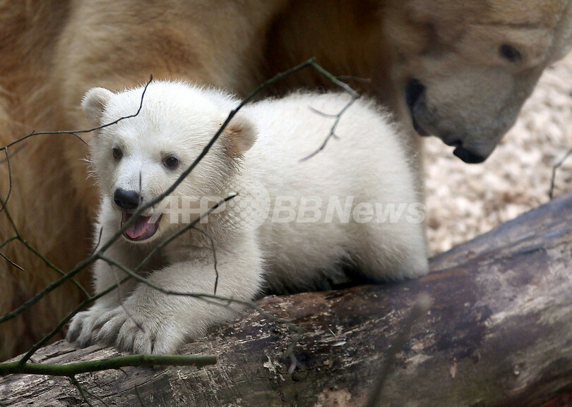 元気にすくすく、ホッキョクグマの赤ちゃん ドイツ