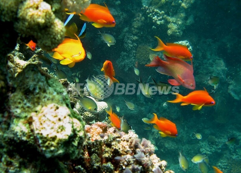 「企業に罰金を科して自然保護費用に」、国連報告書が提案へ