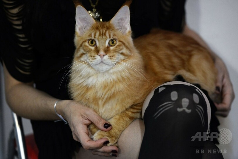 美しい猫ばかり、プラハで国際キャットショー