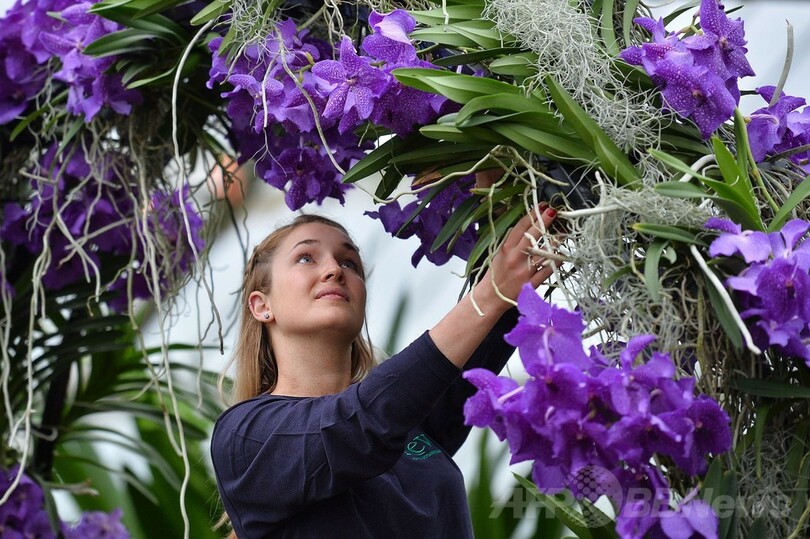 咲き誇るランの花、英キュー王立植物園