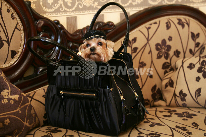 経済危機も何のその、ロシアの犬は超おしゃれ