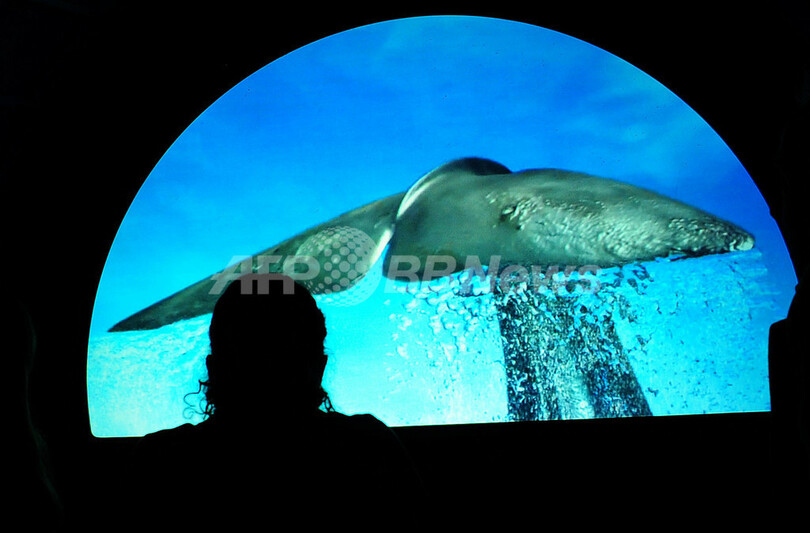 クジラの特別展、アメリカ自然史博物館で23日から ニューヨーク