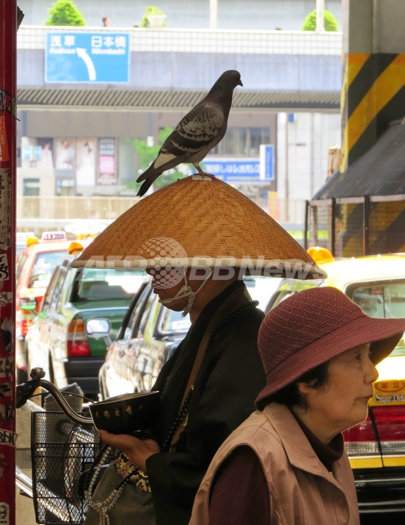 ハトも托鉢をお手伝い？都内