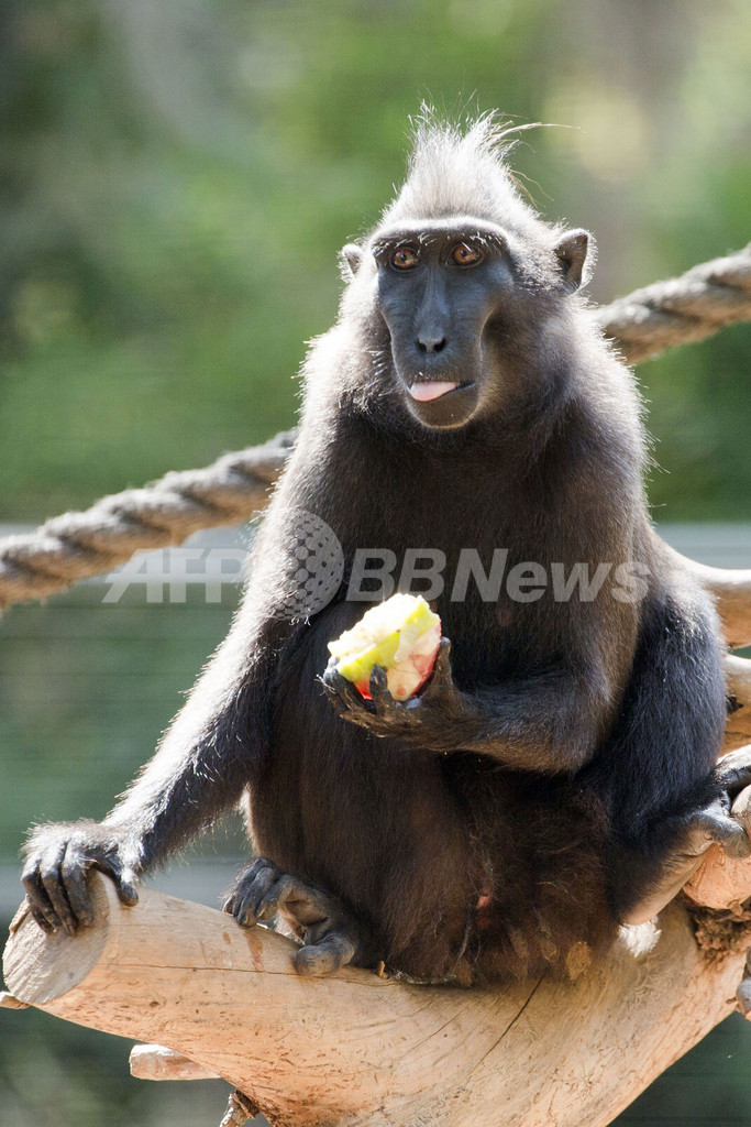 暑さにたまらず氷にがぶり、真夏日のイスラエル動物園