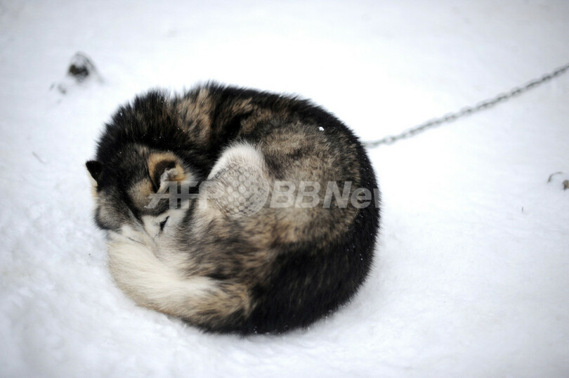 雪原を駆け抜ける、シベリアンハスキーの犬ぞり