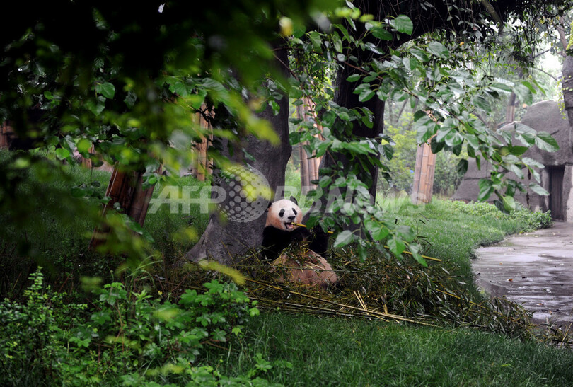 飼育員がうらやましい！四川省のパンダたち