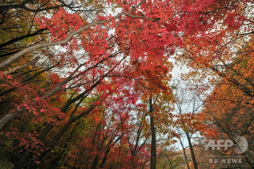 遼寧・森林公園、紅葉シーズン迎える