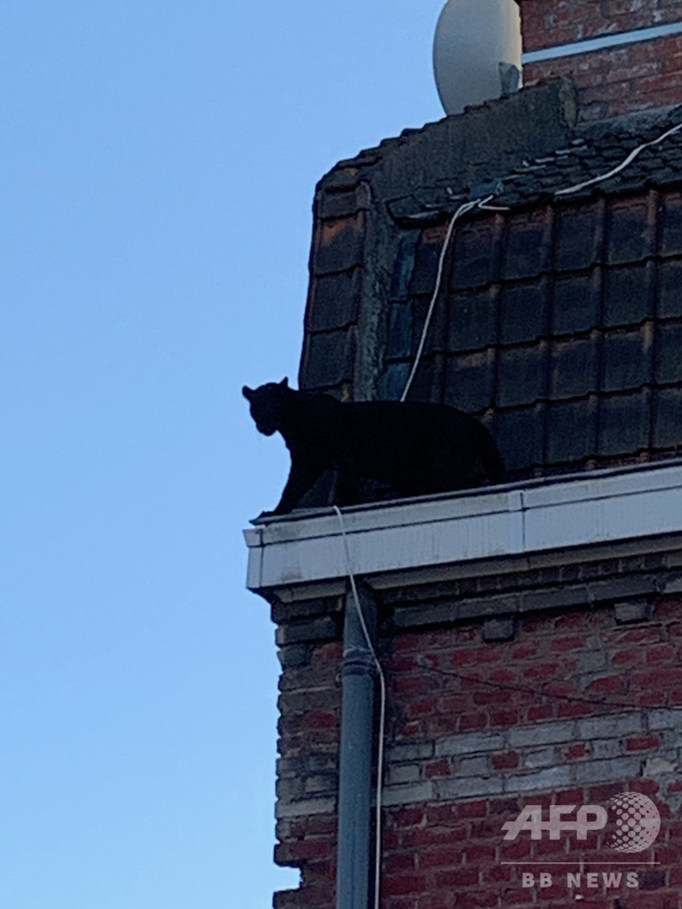 黒猫と思いきやクロヒョウ…仏アパートで捕獲 違法飼育か