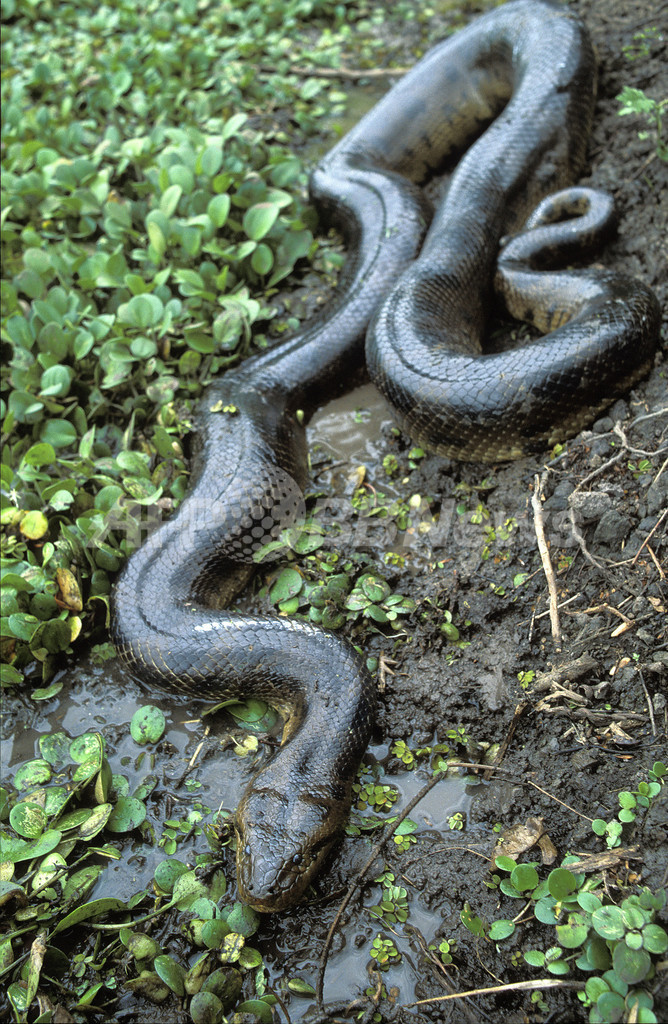 南米アマゾンは新種生物の宝庫、WWF報告書