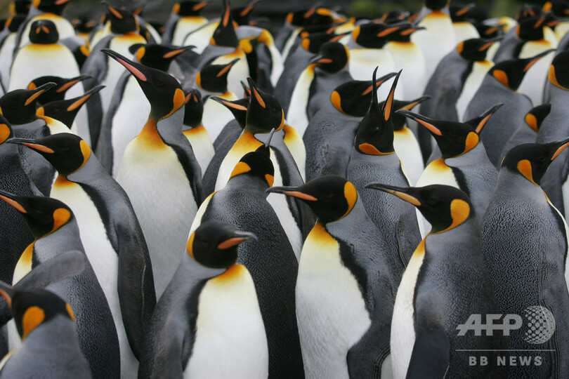 ペンギンのふんから大量の笑気ガス 研究者に異変も