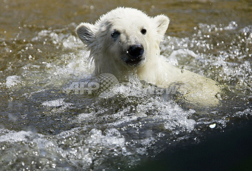 水浴びするホッキョクグマのクヌートくん