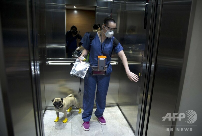 セラピー犬のパグ「ハーリー」 医療従事者を笑顔に