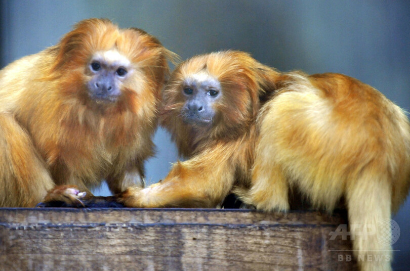 仏動物園から希少種のサル17匹盗まれる、専門知識もつ集団か