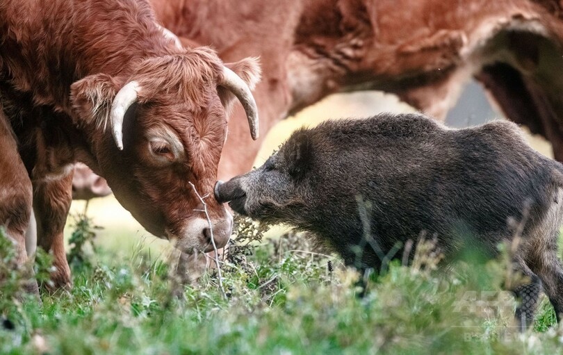 牛と暮らすイノシシの子、すっかりなじんでリーダー気分？