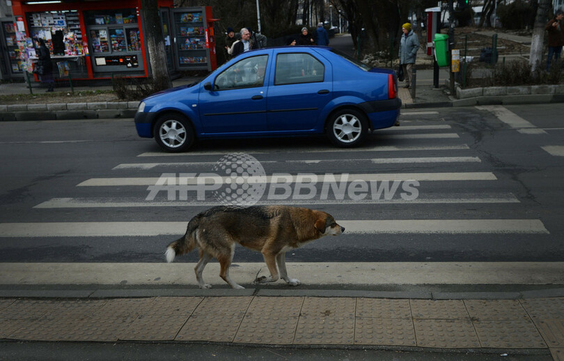 「横断歩道を渡る野良犬」、交通安全のお手本に