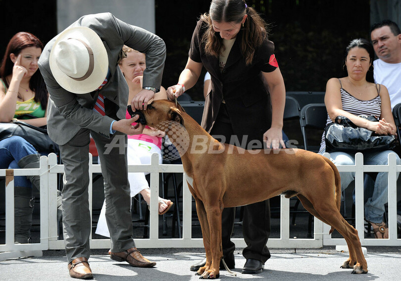 さまざまな犬種が147匹、コスタリカ
