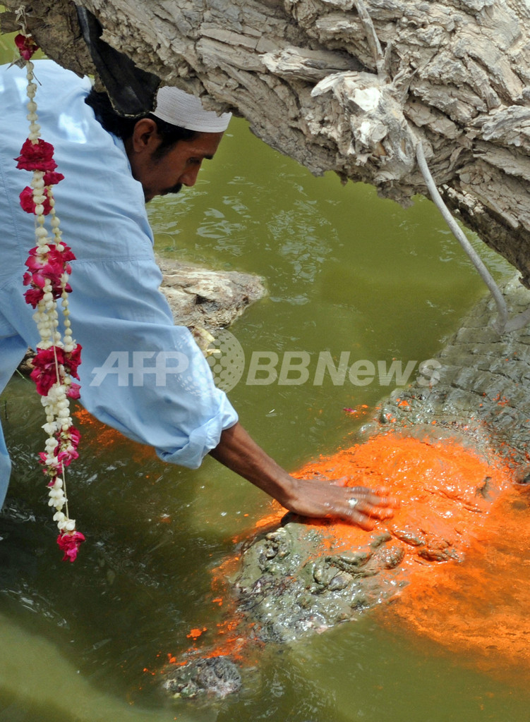 カラチのイスラム教祭典、神聖な生き物ワニもおめかし
