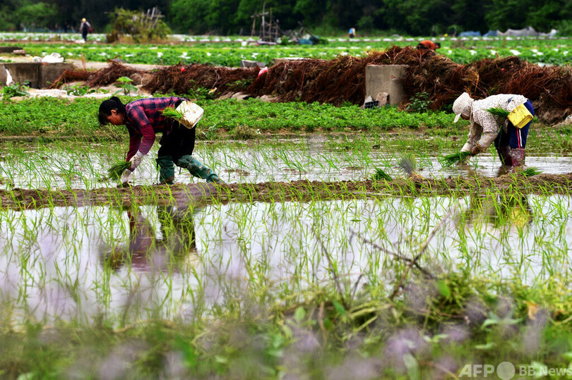 中国の穀物貯蔵能力、2023年末に7億トン超え