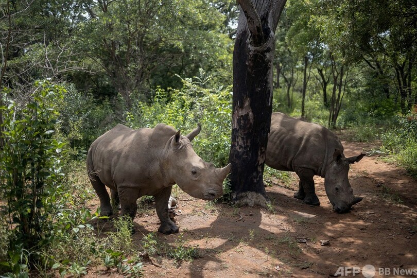 密猟で親を亡くしたサイの孤児たち、リハビリ施設ですくすく成長 南ア