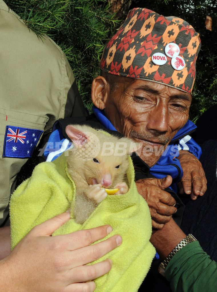 世界一身長の低いダンギさん、オーストラリア旅行を満喫中