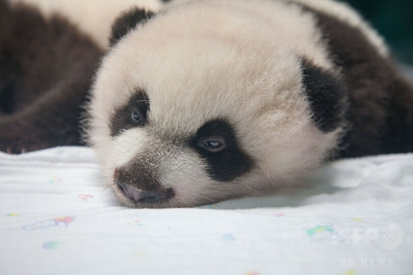 「奇跡」の三つ子パンダ、生後100日目で一般公開 中国