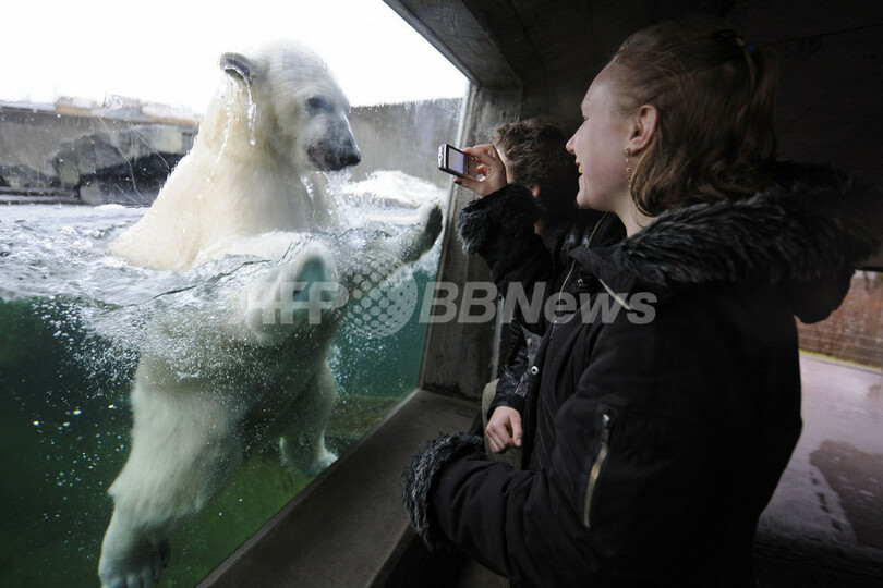 シロクマのウィルベア君、寒中水泳を楽しむ
