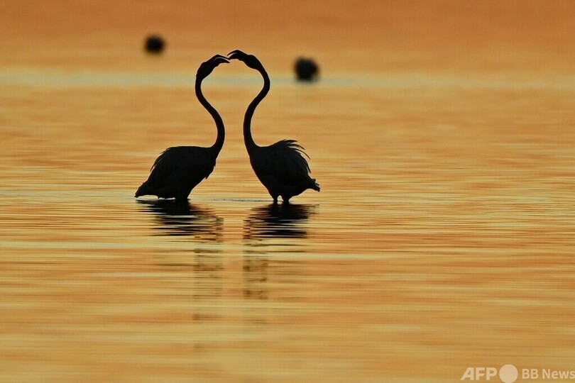 【今日の1枚】水辺に映るフラミンゴのシルエット  フランス