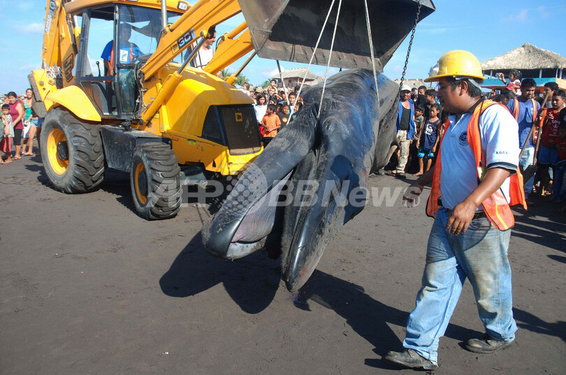 全長12メートルのクジラ座礁、グアテマラ