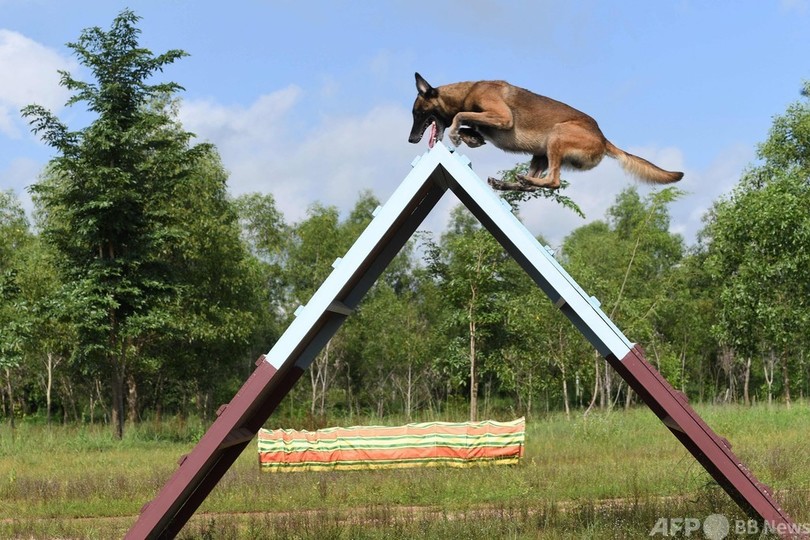 コロナ探知犬を目指して訓練中、カンボジア