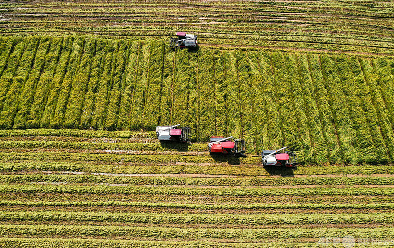 中国の交雑水稲 単位生産量の記録更新が続き 商業化も加速