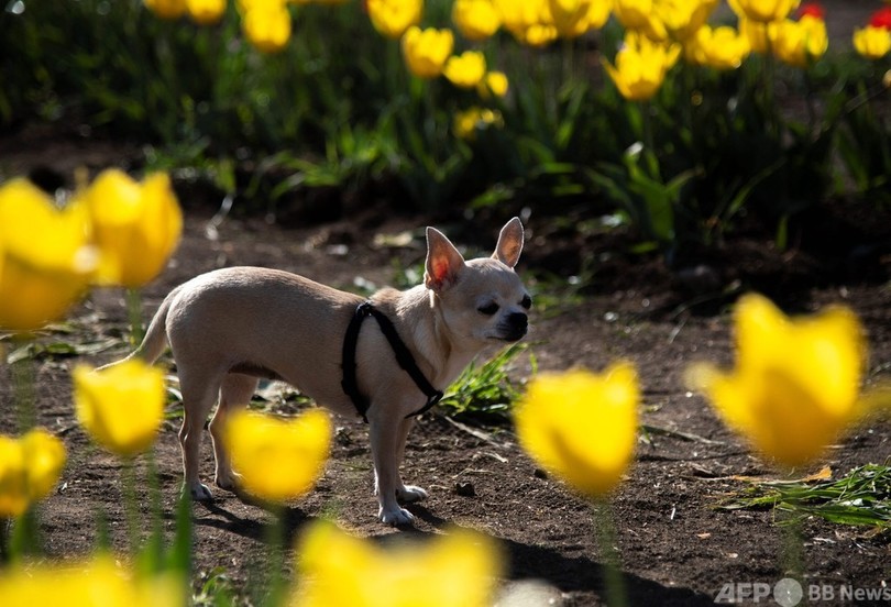 伊ローマでチューリップが見頃 花摘みも 