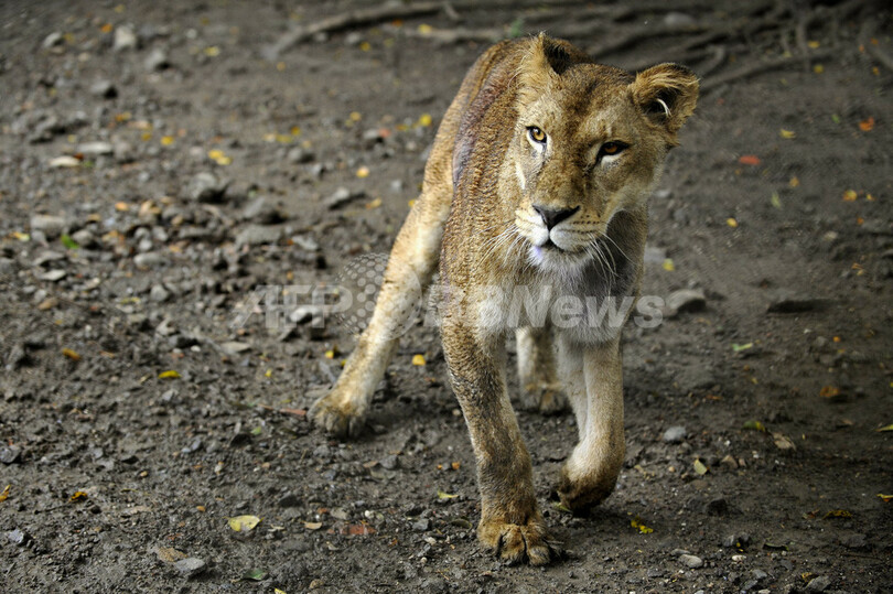 傷ついた動物や虐待されたペットの保護センター、コロンビア