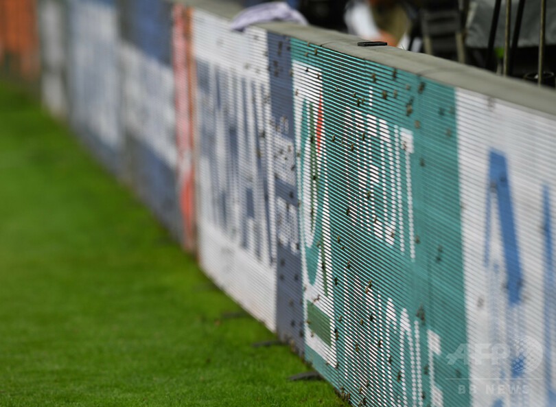 EURO決勝にガの大群が襲来、元オランダ代表も「信じられない」